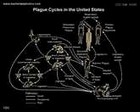 diagram with plague cycles